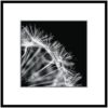 Obraz Artbox 50X50 AB008 Dandel 2 Merkury Market www.69x.sk