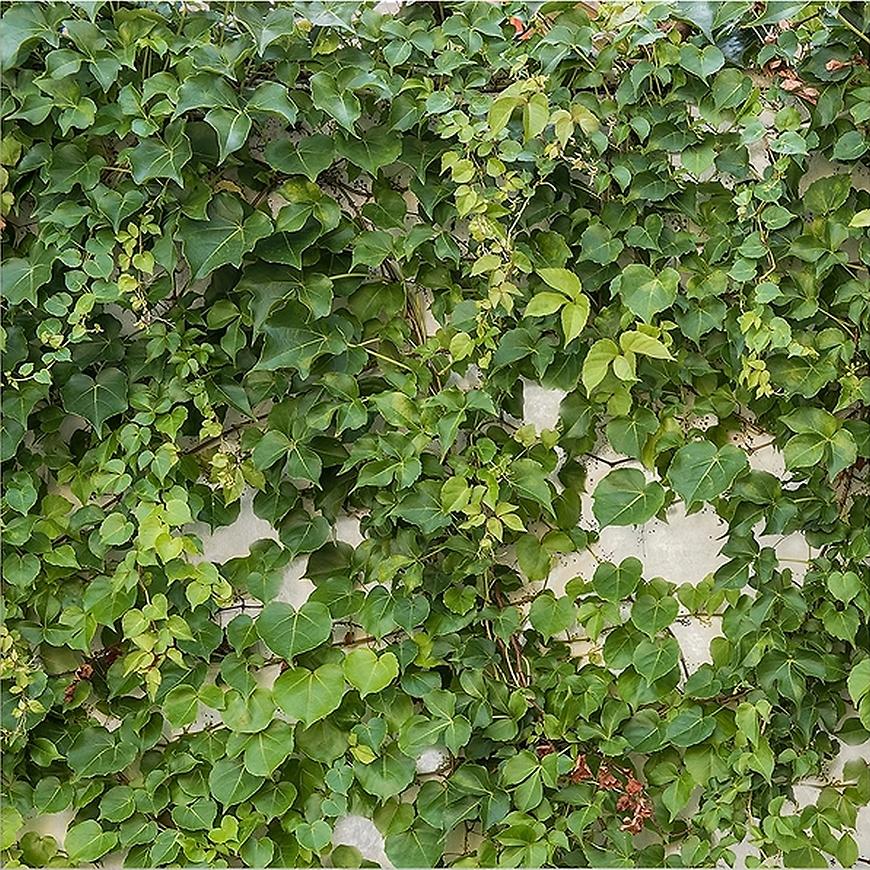 Sklenený panel 60/60 Cement Ivy-1 Esg Merkury Market www.69x.sk