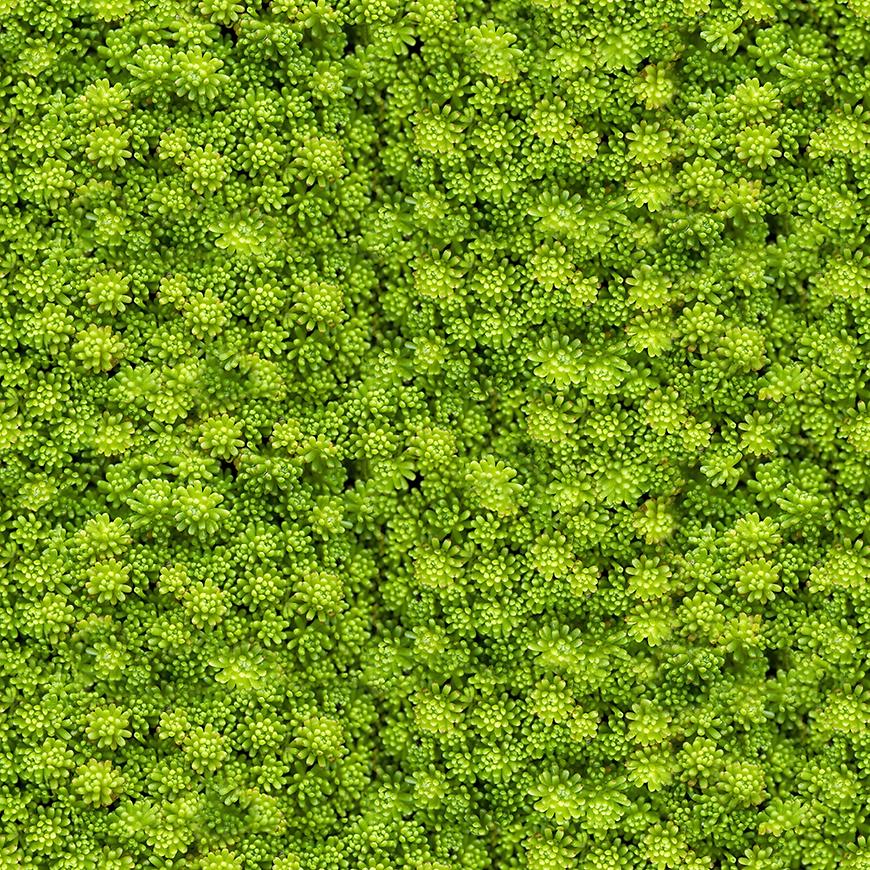 Sklenený panel 60/60 Evergreen-2 Esg Merkury Market www.69x.sk